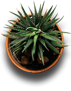 Cactus (Indoor Plant)
